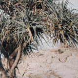 "Pandanus (Noosa)" - by Thomas Farinacci