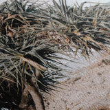 "Pandanus (Noosa)" - by Thomas Farinacci